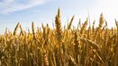 パンが更に小さくなるリスク高まる　～小麦価格が2年ぶりの高値更新～