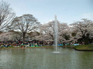 代々木公園でカレーパン花見－日本カレーパン協会が企画