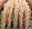 新品種ゆめあかり栽培開始　パン、中華めん用小麦