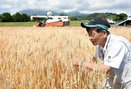 二毛作小麦を収穫　福祉と連携、パン加工へ